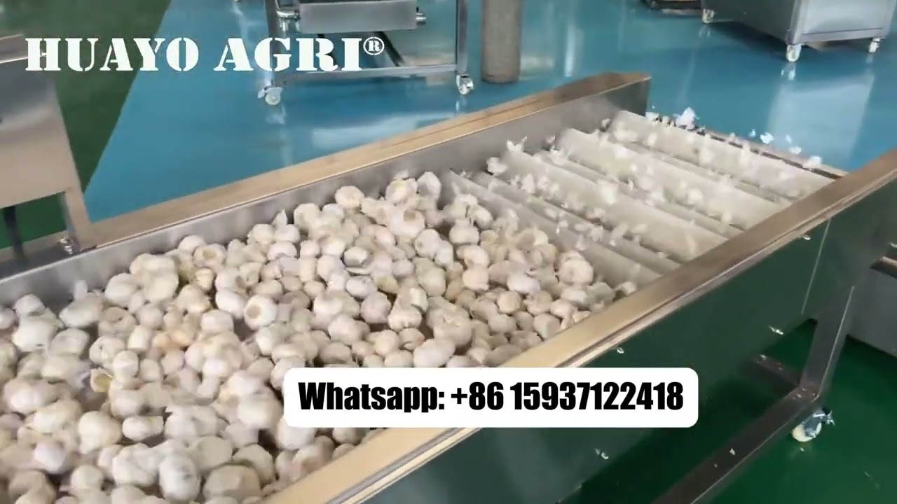 HGBC-3 SUS Garlic Cleaner Garlic Brushing Machine