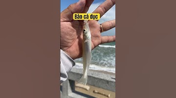 Câu cá đục cuối mùa #fishing #câucábiển #cauca #baocavat