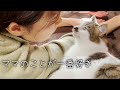 ママのことが一番好きな猫