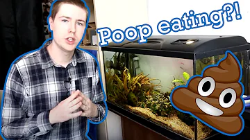 Do Cory catfish eat waste?