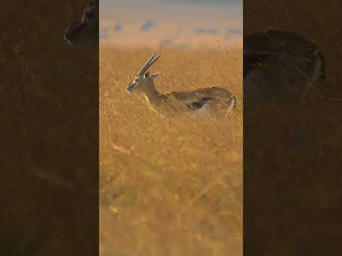 صوت غزال الريم