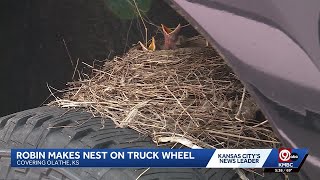 Olathe dealership can’t move sold truck after robin builds nest on tire