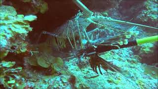 Huge Spiny Lobster being fed on a Lionfish