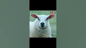 নির্জন দ্বীপে হাজার হাজার ক্ষুধার্ত ভেড়া ছেড়ে দিলো 😱 সত্যিই অবিশ্বাস্য ঘটনা | Rabbi News