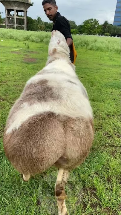 Porno foto lea Yigit gozallikka massaj qiladi va uni shirin teshiklariga kiritadi