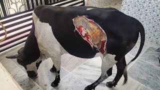 Loveable Bull With Terrible Burn Heals After Months Of Medical Care.