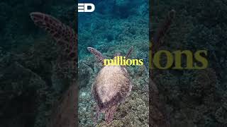 #knowledge #knowledgeispower #marinelife #oceanwaves #oceanvibes