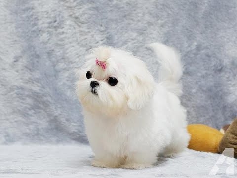 maltese dog buy online