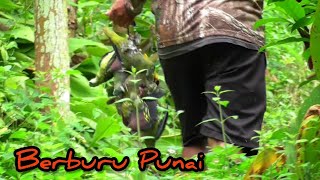 Download Lagu PUNAI BIRD HUNTING | Penanggungan Slopes MP3