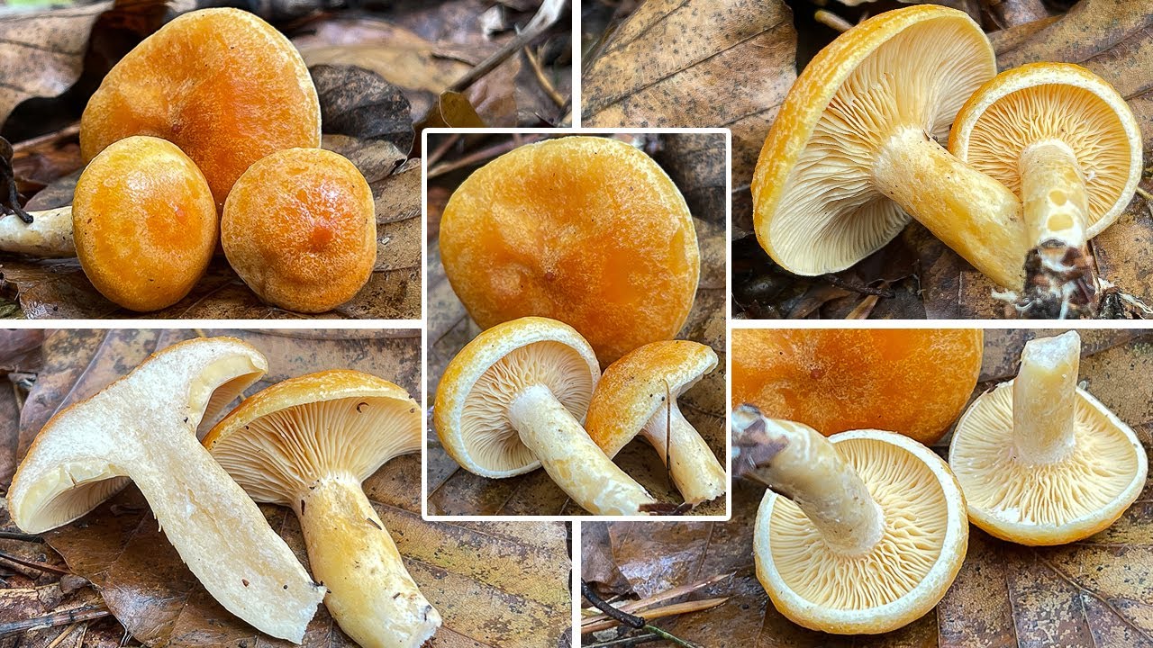 Lärchenmilchling, Lärchenreizker, Lactarius porninsis, Lactifluus porninae | Pilzportrait