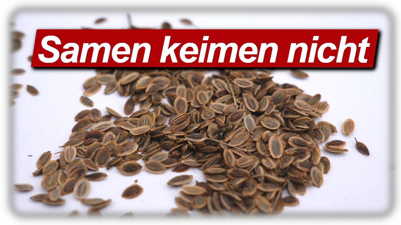 bougainvillea künstlich Fuchsia Bougainvillea Branch 44
