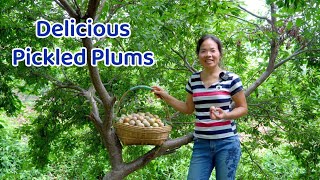 Mouth Watery Pickled plums, a special way to enjoy fruits in the village