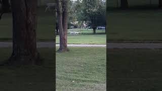 Albino deer roaming around Arnold City Park in Arnold, MO.  (9/10/21)