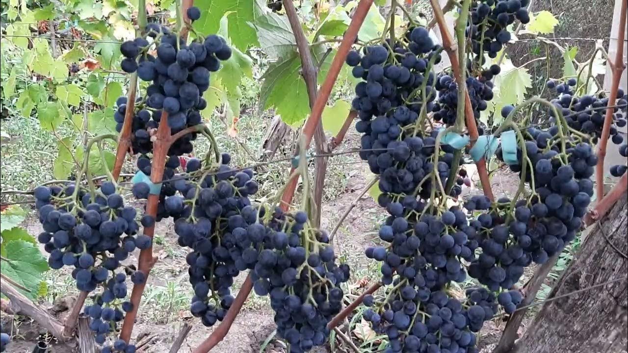 Вино по Белгородски.Каберне совиньон - YouTube