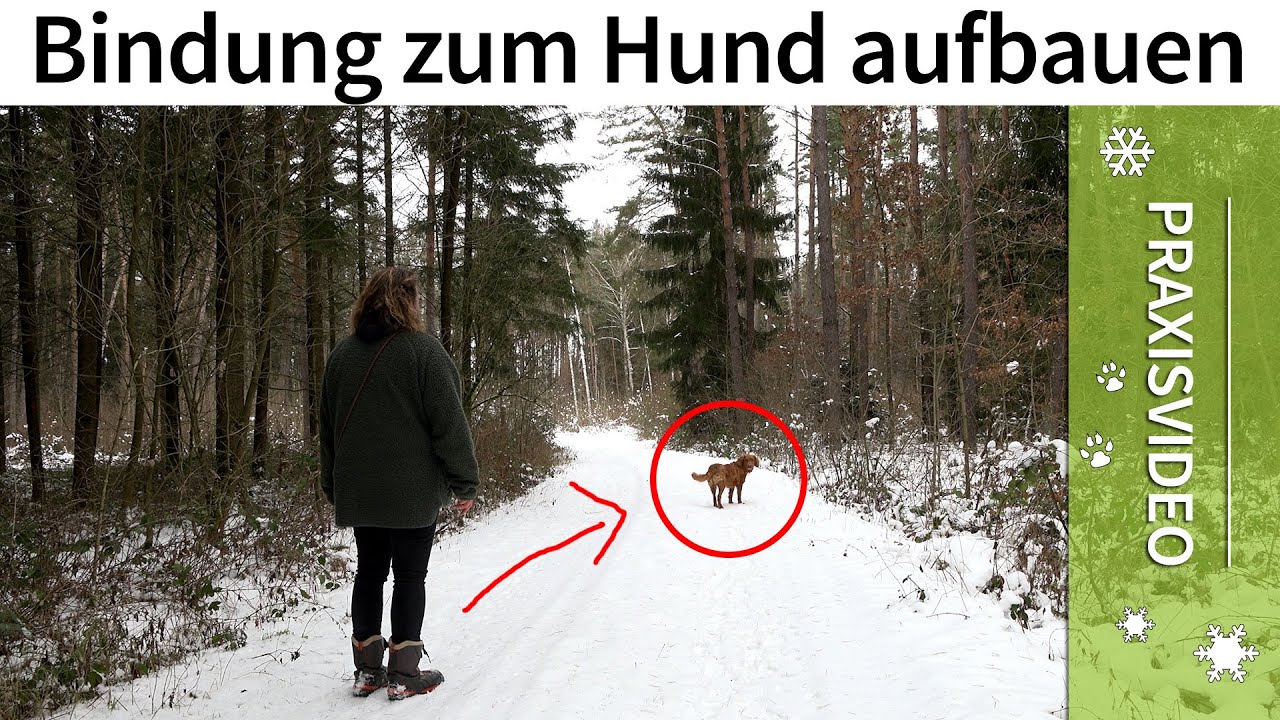 Bindung zum Hund aufbauen ➡️ Praxisvideo ✔️