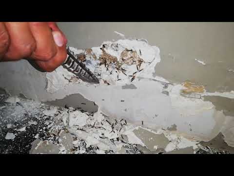 Video: ¿Las termitas hacen agujeros en los paneles de yeso?