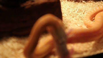 Oscar the Gopher snake eating part 2