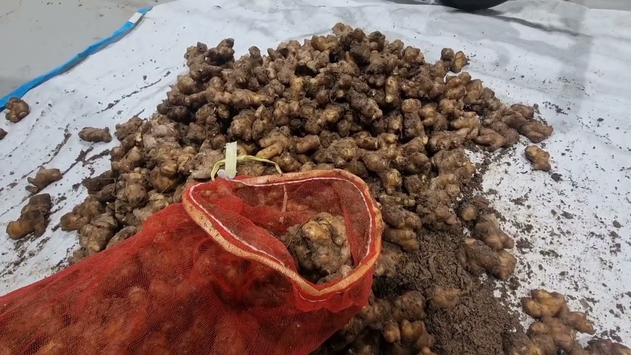 생강종자 침지 소독을 합니다.