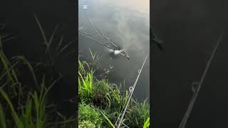 Big fish catch the bait 🎣😱