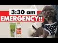 Emergency call saves a Chihuahua puppy's life! | Sweetie Pie Pets