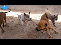 Dogs Playing Episode 30 