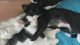 Help us Clear the Shelters all month long this August
