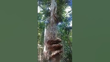 How This Snake Climbs a Vertical Tree Without Branches! #Shorts