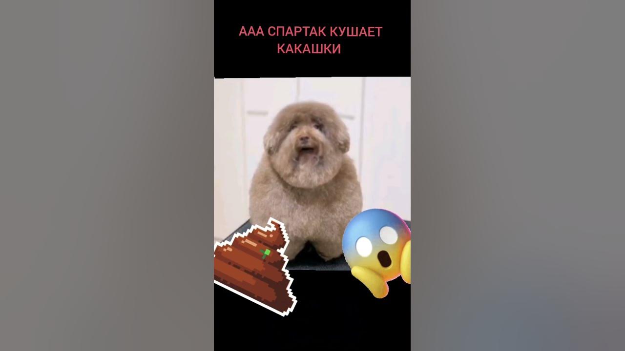 Спартак кушает какашки #meme #поёт #shorts #спартак #кушает #какашки ...