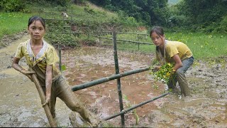 Poor girl hoe in the mud to gardening, growing vegetables - Build bamboo fence - Farm orphan girl