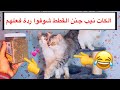 حشيش القطط _ الكات نيب Catnip / Mohamed Vlog