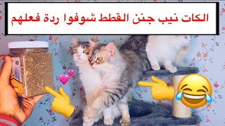 حشيش القطط _ الكات نيب Catnip / Mohamed Vlog