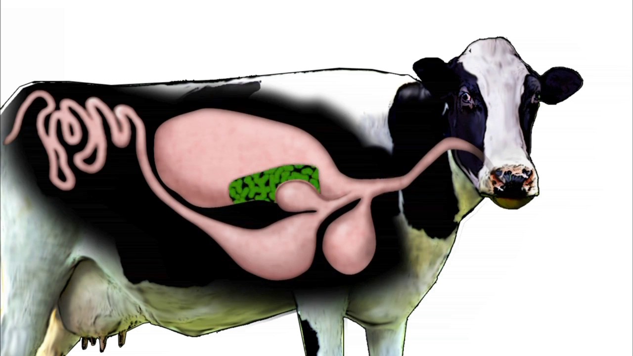 Ruminants