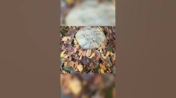 We really found a grave #youtubeshorts #funny #comedyvideos