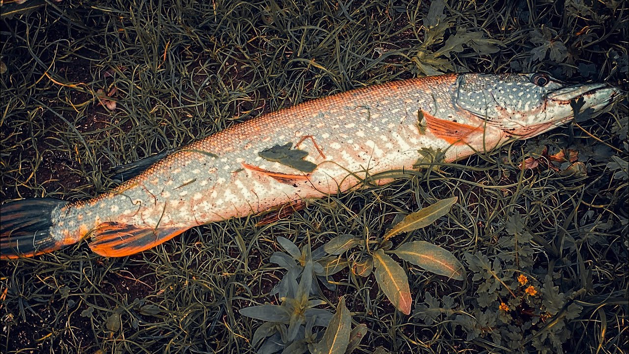 Щука на Волкер, Рыбалка на Щуку в Сентябре - YouTube