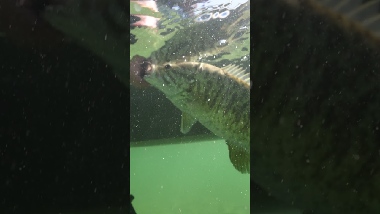 Catch and Release | BUBBA