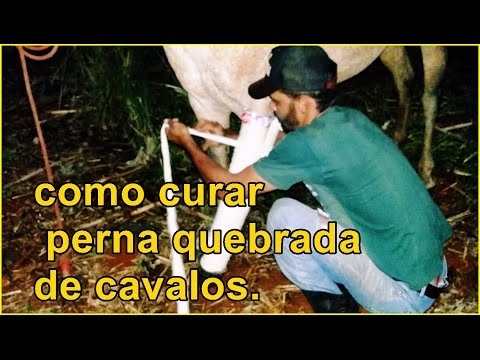 Vídeo: Você pode consertar cavalos com jarretes de vaca?