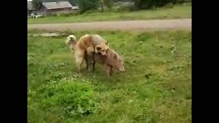 Dog Mating Pig