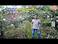 [台北旅遊攻略] 帶你到淡水楓樹湖看木蘭花，還有一處清幽秘境桃花源