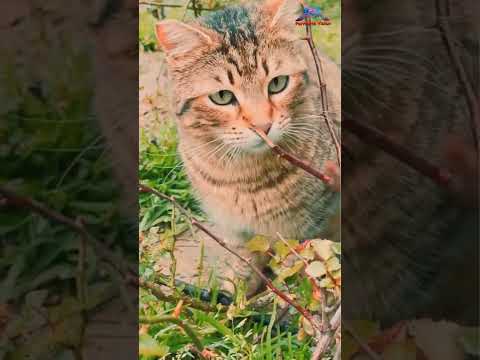 Cats funny |