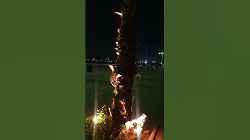 قرآن كريم #تلاوه خاشعه #تصويري # السعوديه #اكسبلور