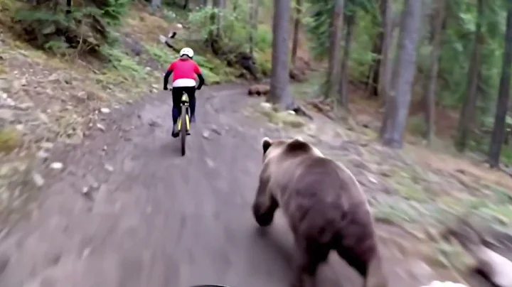 Terrifying moment grizzly bear attacks mountain biker on trail #BearAttack #Survival