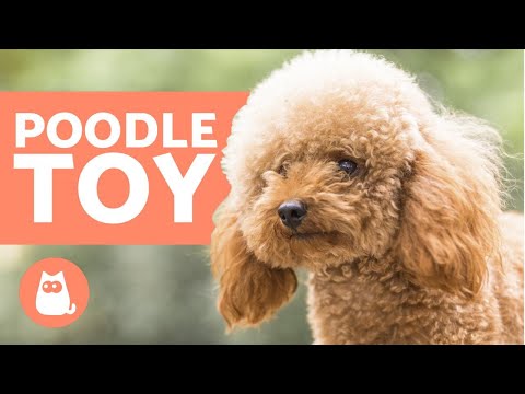 Vídeo: Raça De Cachorro Poodle Toy Hipoalergênico, Saúde E Longevidade