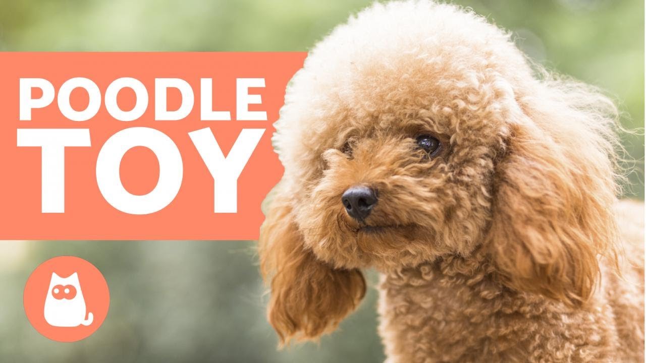 POODLE TOY: características, personalidade e cuidados essenciais