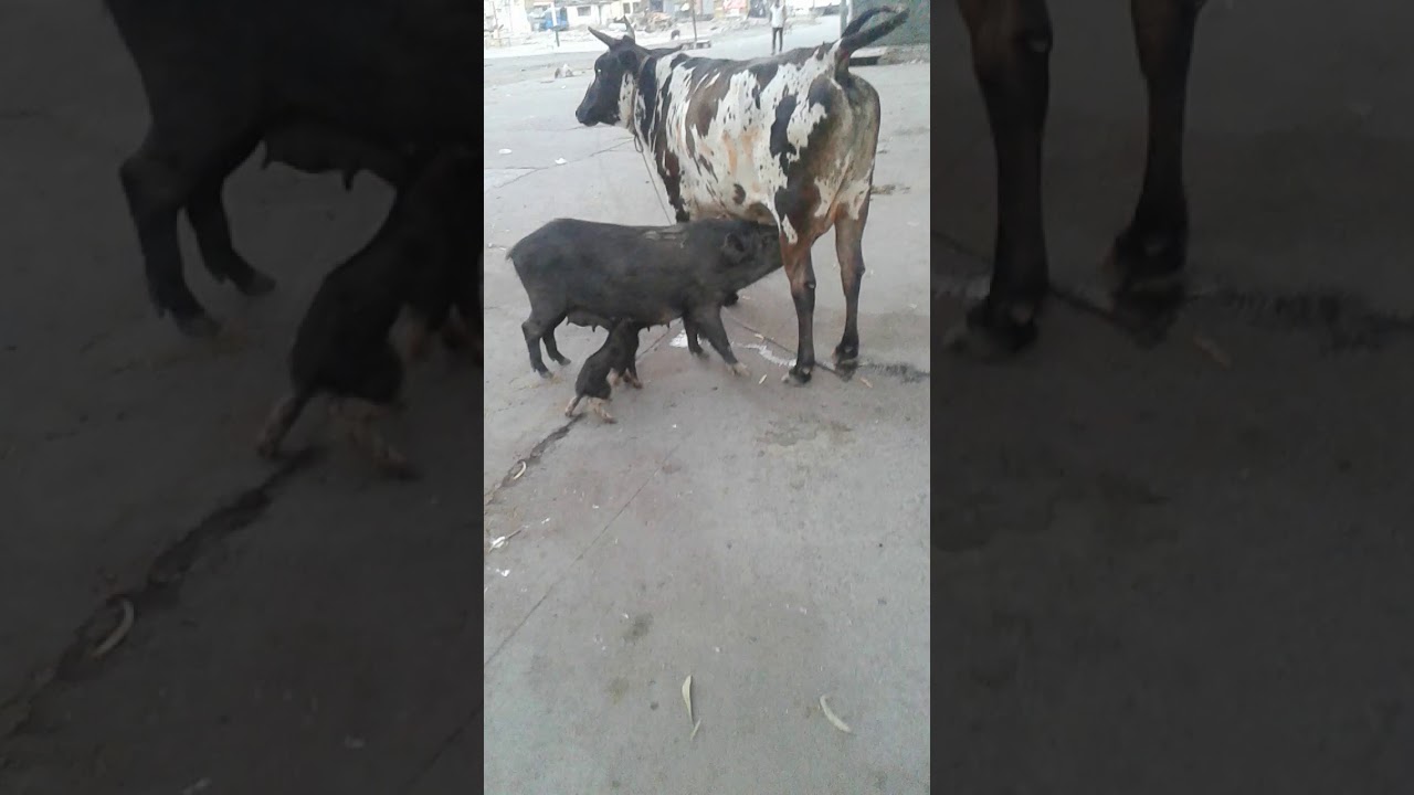 amazing Cow milk drinking by a pig and his child YouTube