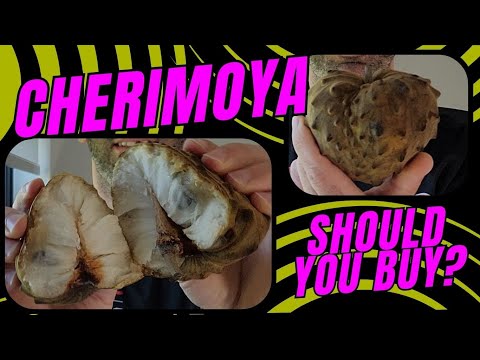 Is Cherimoya Worth Buying Exotic Fruit Review
