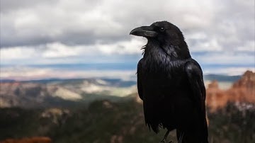 What is Raven Coin? How to mine RVN? Most profitable coin to mine!