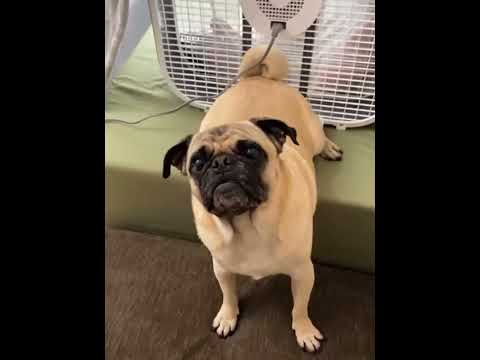 Dog farts in