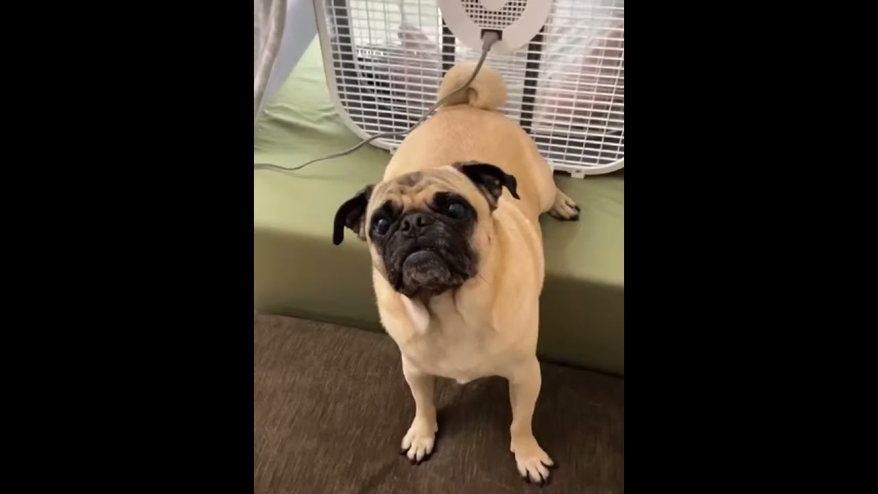 Dog farts in a fan 2