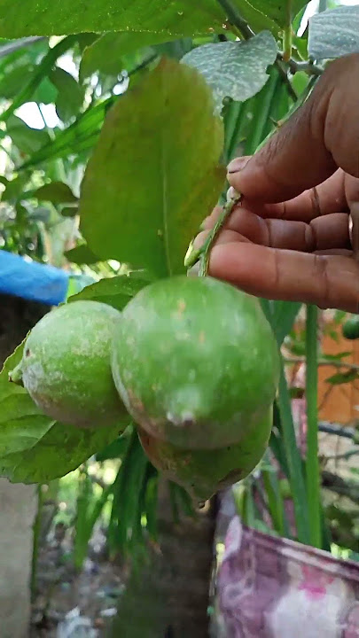 #shorts|| #লেবু|| #live|| গন্ধরাজ লেবু।। নিজেদের গাছের।।