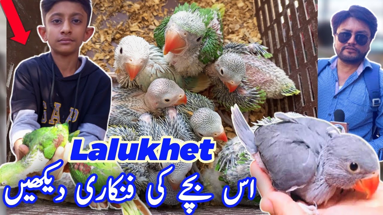 Baby Parrots Price 2022 | Lalukhet Birds Market | Raw Ringneck Gray Parrot